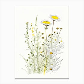 Chamomile Spices And Herbs Pencil Illustration 2 Canvas Print