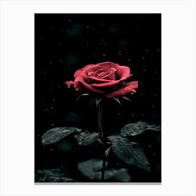 Dark Rose 80 Canvas Print