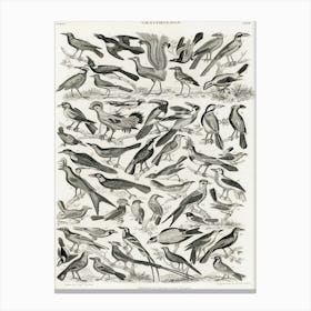 Ornithology, Oliver Goldsmith 2 Canvas Print