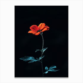 Single Red Flower On Black Background 3 Canvas Print