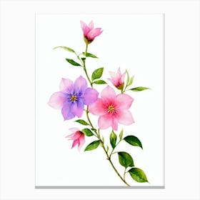 Jasmine 2 Watercolour Flower Canvas Print