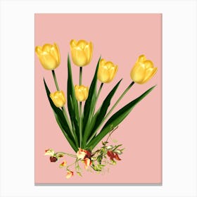 Yellow Tulips Canvas Print