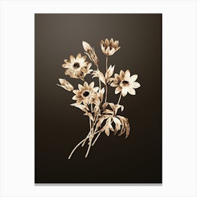 Gold Botanical Broad Leaved Anemone on Chocolate Brown n.3530 Canvas Print