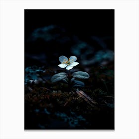 Small Flower In The Dark 1 Canvas Print