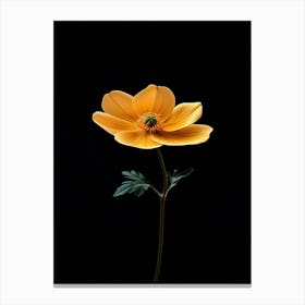 Yellow Anemone Flower Canvas Print