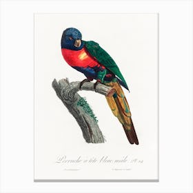 The Plum Headed Parakeet, Male From Natural History Of Parrots, Francois Levaillant 1 Canvas Print