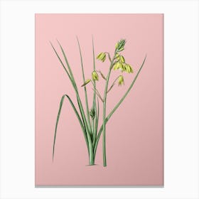 Vintage Slime Lily Botanical on Soft Pink n.0429 Canvas Print