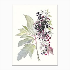 Elderberry Spices And Herbs Pencil Illustration 2 Canvas Print
