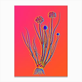 Neon Allium Globosum Botanical in Hot Pink and Electric Blue n.0358 Canvas Print