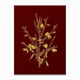 Vintage Yellow Broom Flowers Botanical in Gold on Red n.0381 Canvas Print
