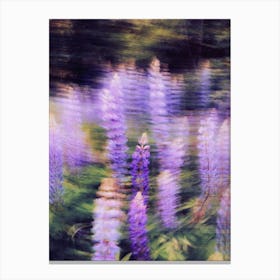 Lupine Canvas Print