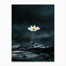 Daisy 25 Canvas Print