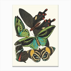 Butterflies And Moths Canvas Print