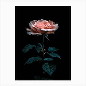 Pink Rose On Black Background 31 Canvas Print