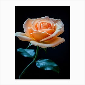 Peach Rose 30 Canvas Print