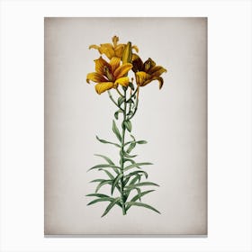 Vintage Fire Lily Botanical on Parchment n.0171 Canvas Print