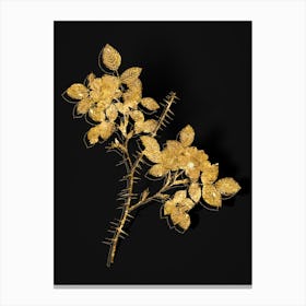 Vintage Spiny Leaved Rose of Dematra Botanical in Gold on Black n.0147 Canvas Print