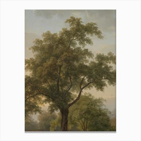 Tree In A Park Canvas Print