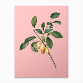 Vintage Plum Botanical on Soft Pink n.0321 Canvas Print