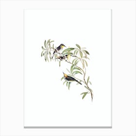 Vintage Fulvous Fronted Honeyeater Bird Illustration on Pure White Canvas Print
