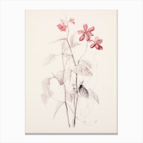 Vintage Floral Sketch Canvas Print