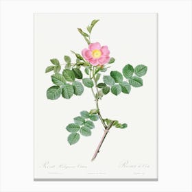 Sweet Brier Rosebush, Pierre Joseph Redoute Canvas Print