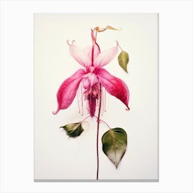 Pressed Flower Botanical Art Fuchsia 1 Canvas Print