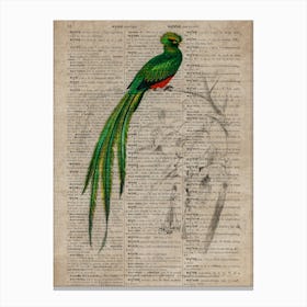 Pavinine Quetzal Dictionnaire Universel Dhistoire Naturelle Canvas Print