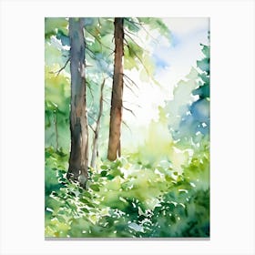 Watercolor Of Trees 7 Canvas Print