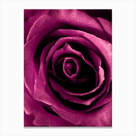 Depp Pink Rose Canvas Print