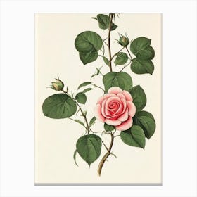 Rose Vintage Botanical Flower Canvas Print