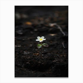 Single Flower In The Dirt 3 Canvas Print