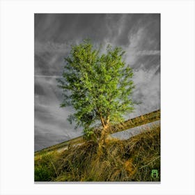 Lone Tree 20230506191767rt1pub Canvas Print