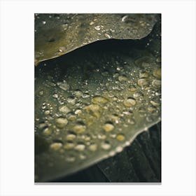 Water Droplet On Leaf Canvas Print