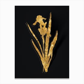 Vintage Tall Bearded Iris Botanical in Gold on Black n.0580 Canvas Print