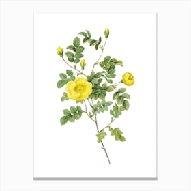 Vintage Yellow Sweetbriar Rose Botanical Illustration on Pure White n.0351 Canvas Print