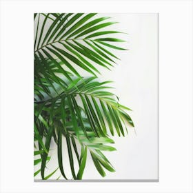 Palm Leaves On White Background 1 Canvas Print