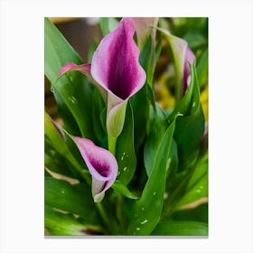 Pink Calla Lily Canvas Print