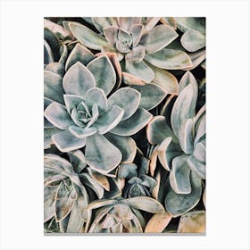 Blue Succulents Canvas Print