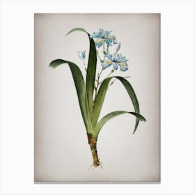 Vintage Iris Fimbriata Botanical on Parchment n.0793 Canvas Print