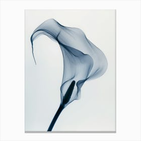 Calla Lily 1 Canvas Print