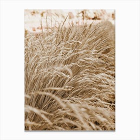 Beige Wheat Grass Canvas Print