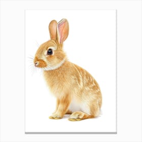 Chinchilla Rabbit Nursery Illustration 3 Canvas Print