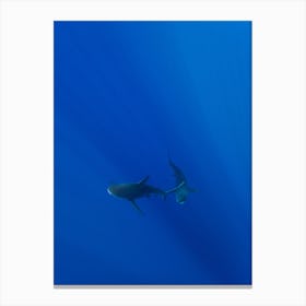 Hawaiian Shark Viii Canvas Print
