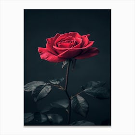 Dark Rose 70 Canvas Print