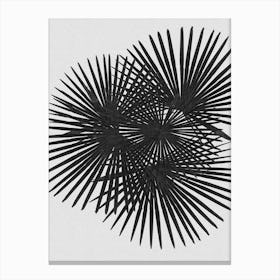 Fan Palm Black & White Canvas Print