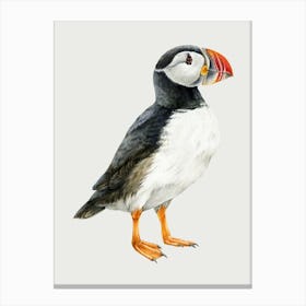 Puffin Canvas Print