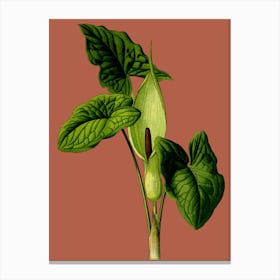 Calla Lily 1 Canvas Print