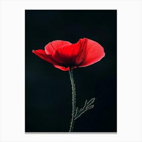 Red Poppy Flower Canvas Print