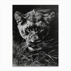 Barbary Lion Charcoal Drawing Lioness 3 Canvas Print
